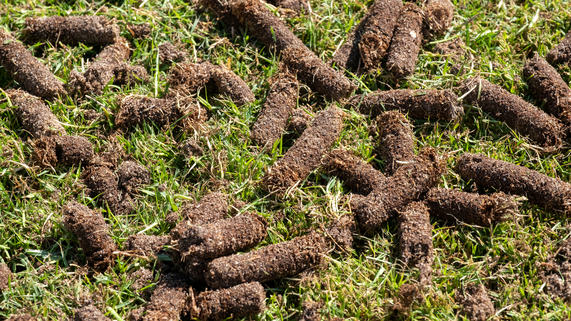 Are There Clumps of Soil All Over Your Lawn After Aeration? Read This!