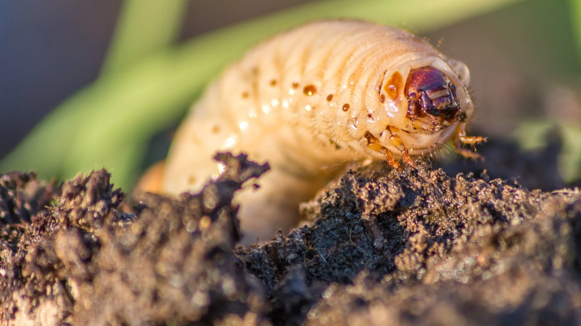 Grubs Might Be Turning Your Lawn Into a Meal - Look Out for These Signs
