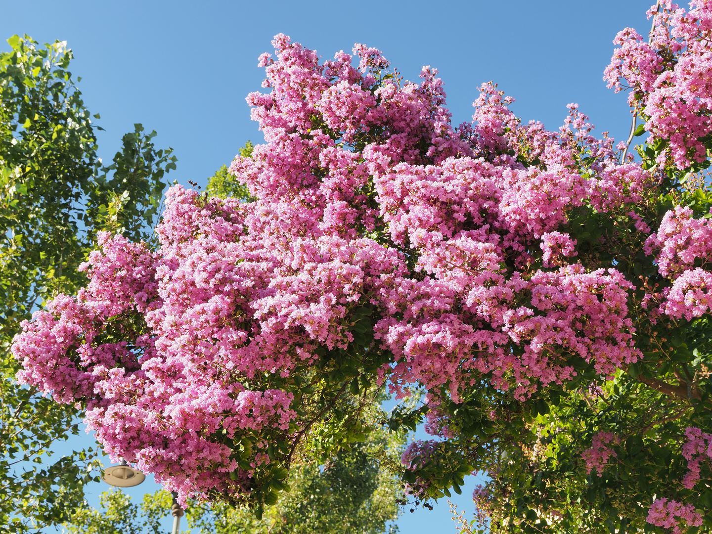 Crape Myrtle Pruning 101 - Why, When & How