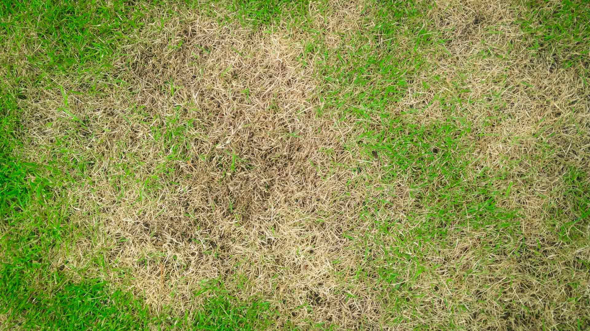 Badly diseased lawn left untreated in Fairfax, VA.