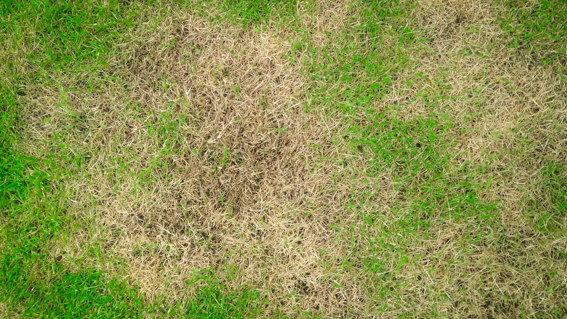 Badly diseased lawn left untreated in Fairfax, VA.