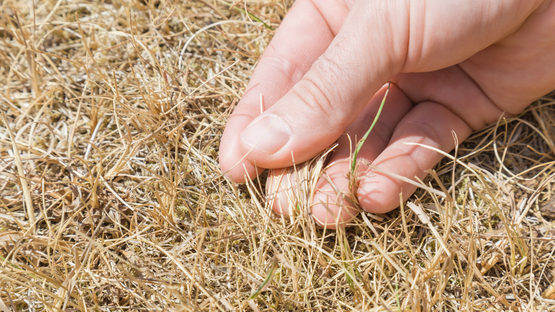 3 Lawn Diseases to Be on the Lookout for in Arlington, VA