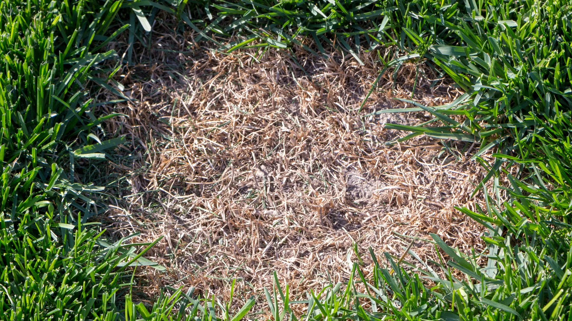 Dollar Spot - A Lawn Disease You Should Keep an Eye Out For