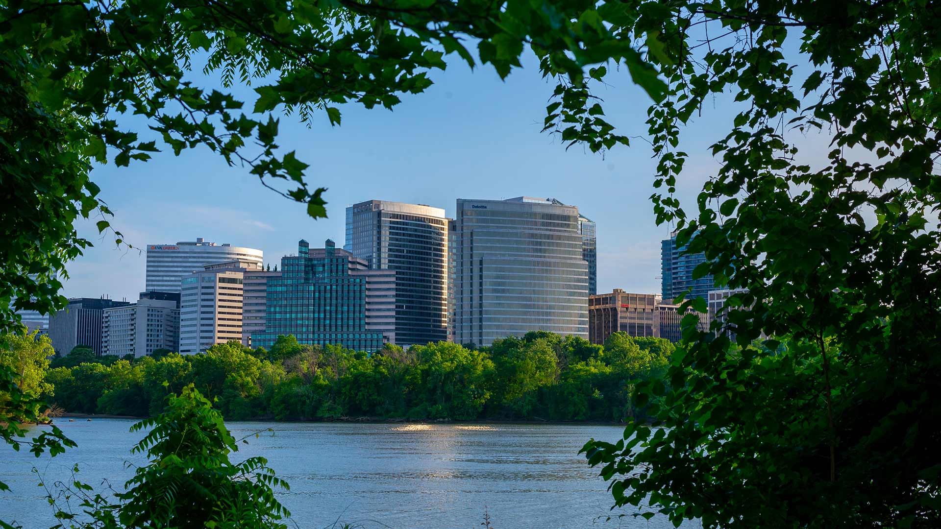 A great view of beautiful downtown Arlington, VA from under a tree.
