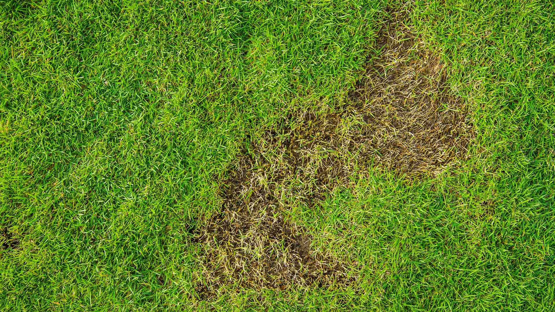 Grub damage from an infestation in a lawn in Arlington, VA.