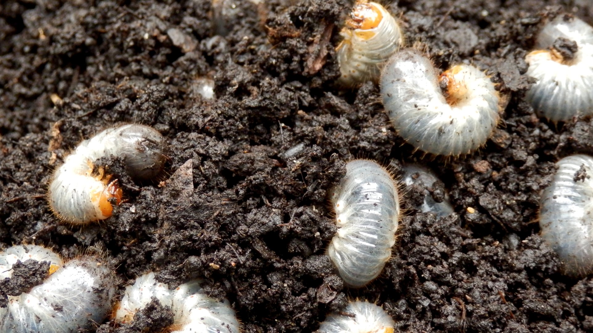 Grubs Damage Can Be Extensive - Here’s How To Keep Them off Your Lawn
