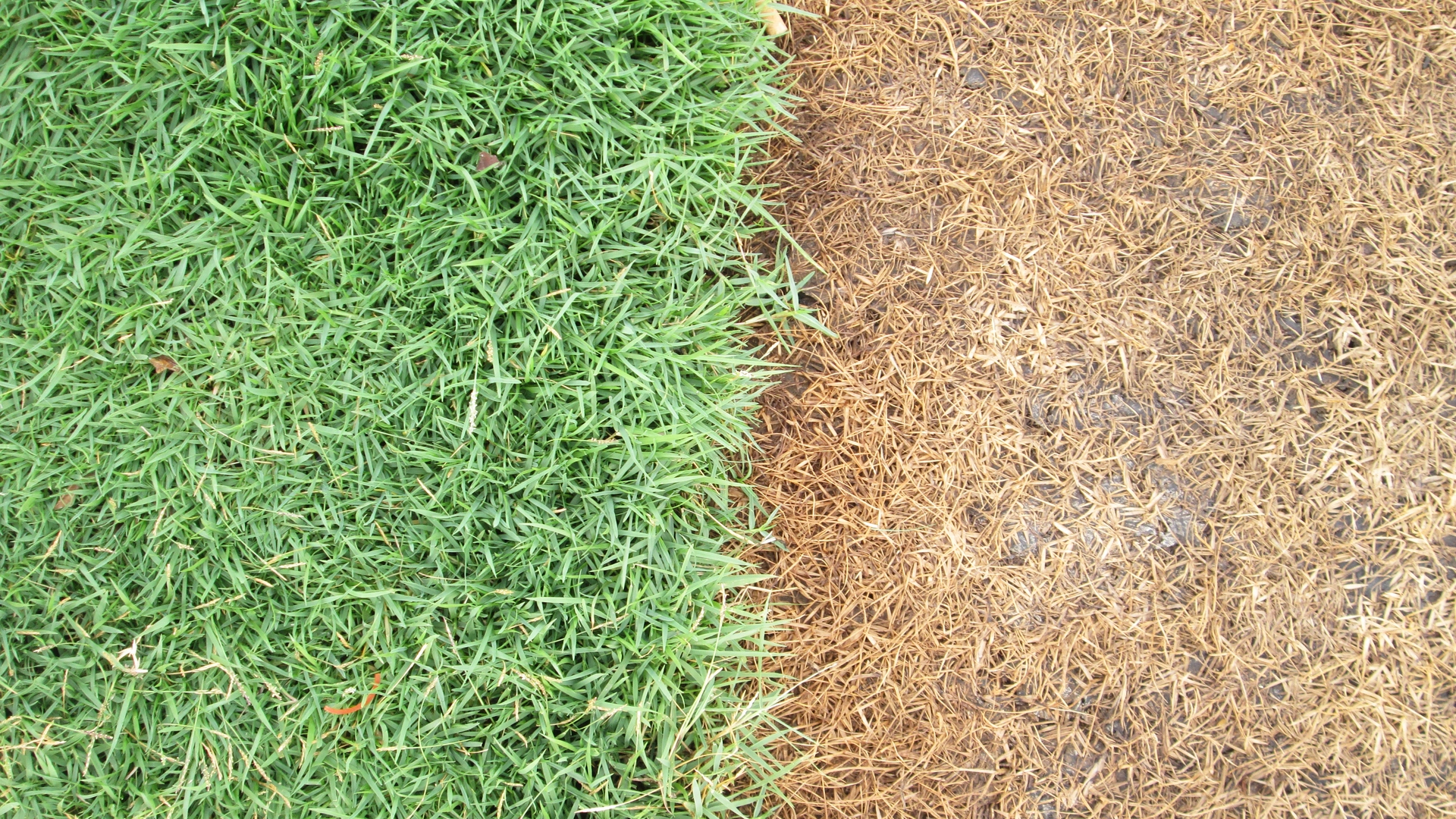 Drought vs Brown Patch Lawn Disease - How to Tell the Difference