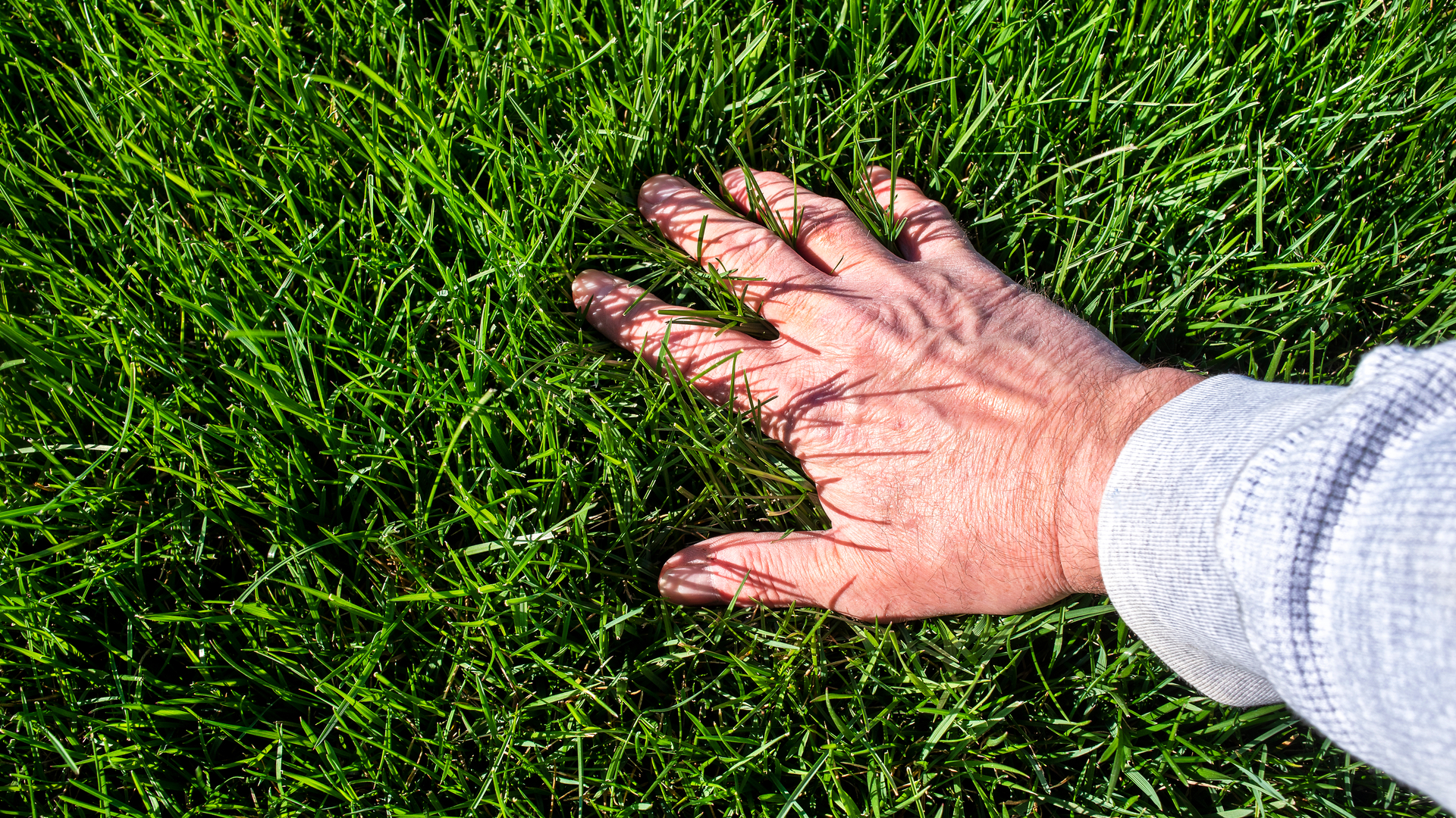 Red Spots on Your Lawn: What Are They & What Should You Do About Them?