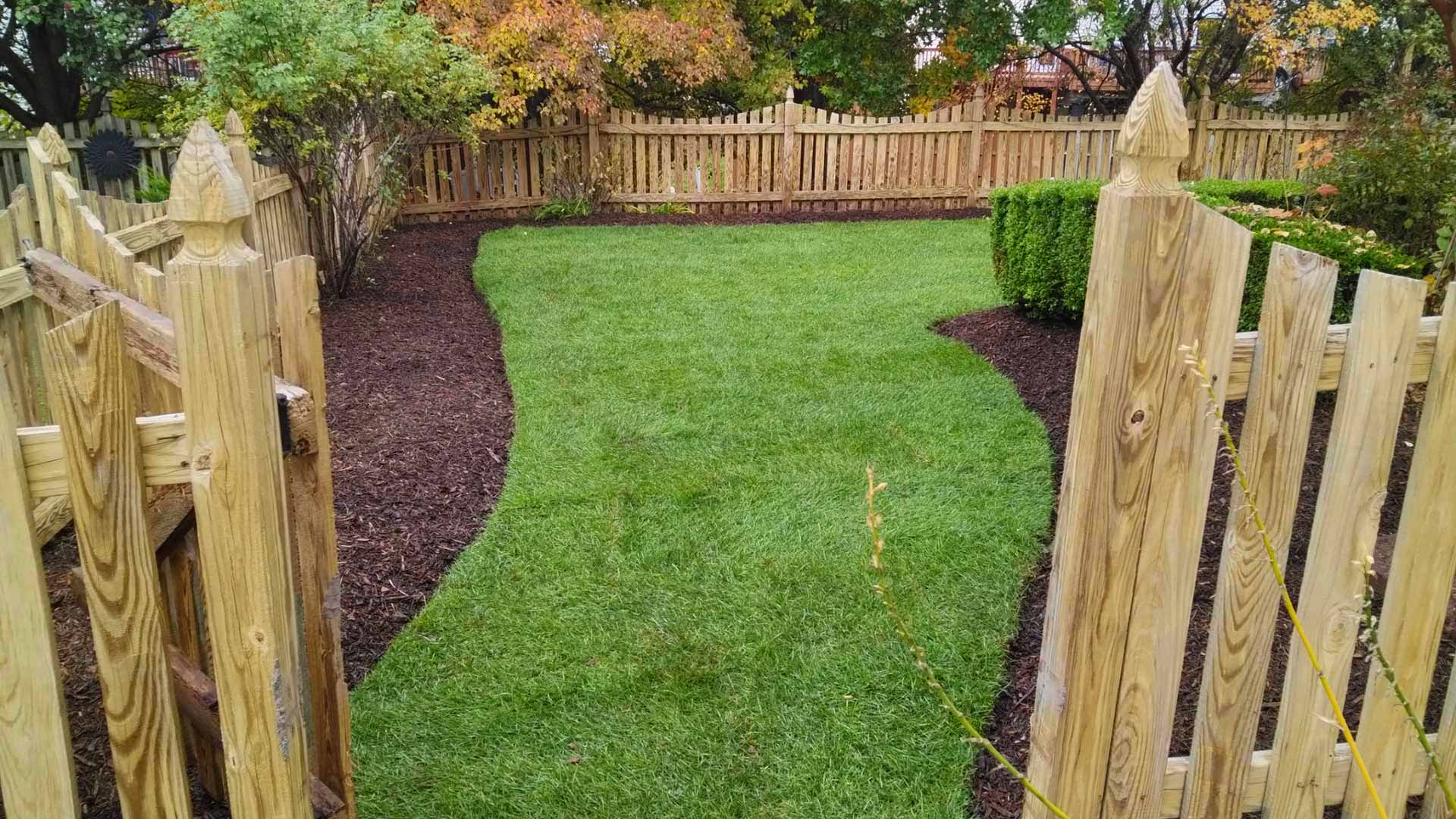 A healthy, green lawn that has been fully restored and rejuvenated.