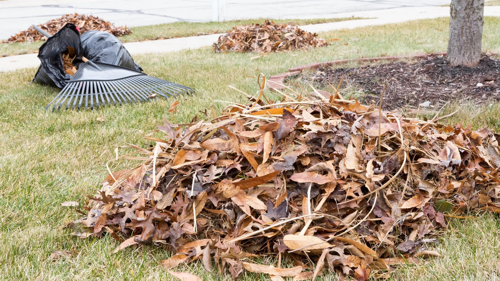 Fall Yard Cleanups Aren't Just for the Aesthetic Benefits, They’re for Lawn Health Too