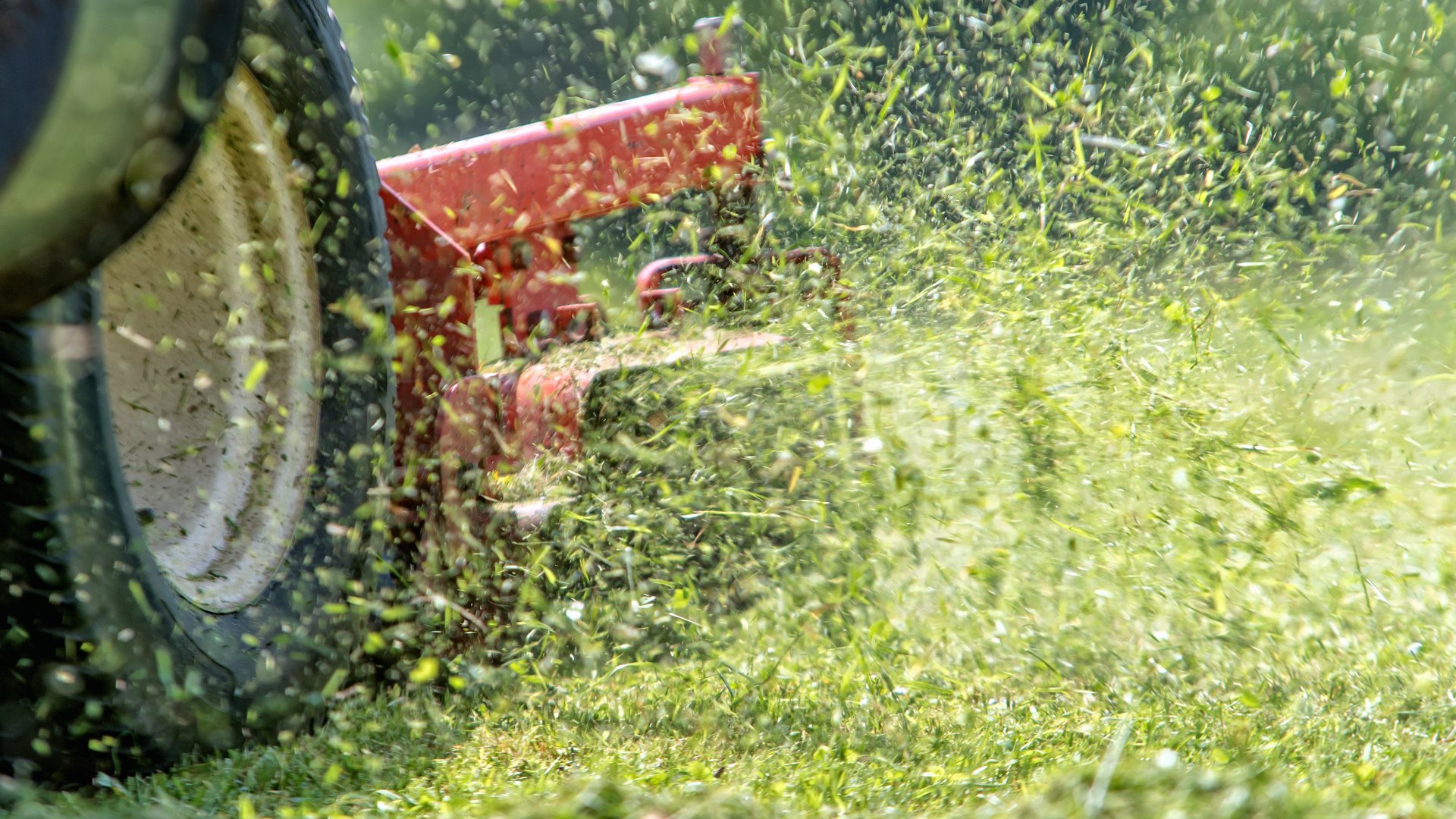 Should You Be Bagging Your Grass Clippings or Not? Solved!