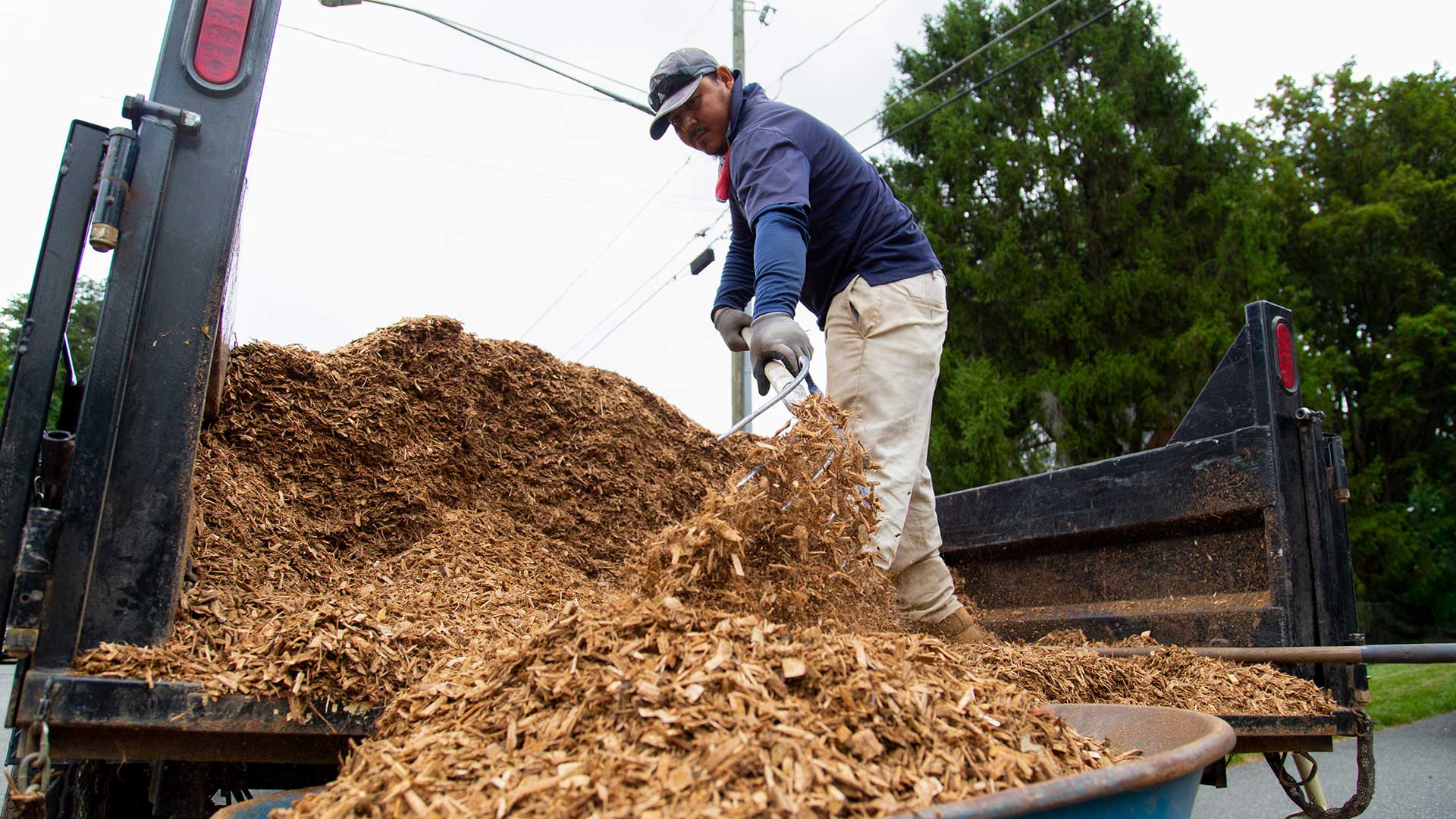 A man unloading mulch into a wheelbarrow from the back of a Hambleton company truck near Falls Church, VA.