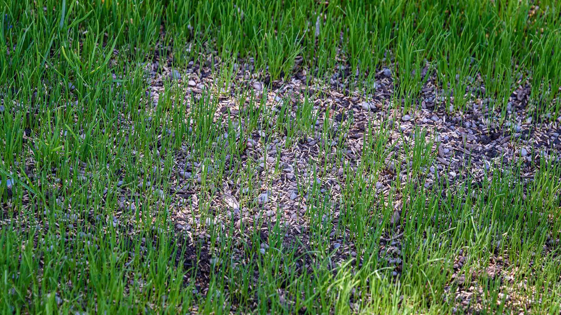 A patchy lawn has been overseeded to fill it in and improve its health.