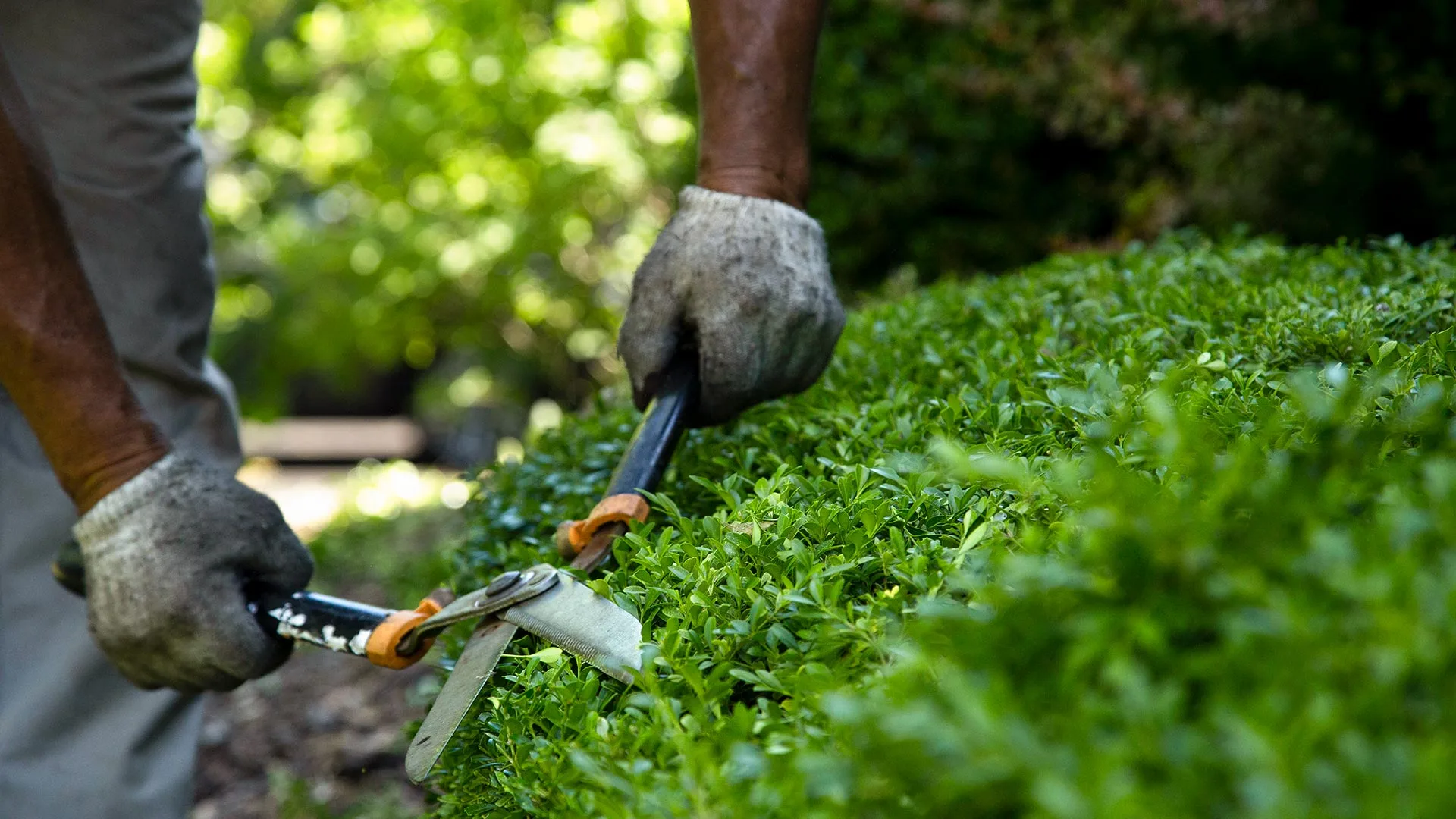 A close up shot of an expert trimming a shrub and hedge with clippers near Arlington, VA.