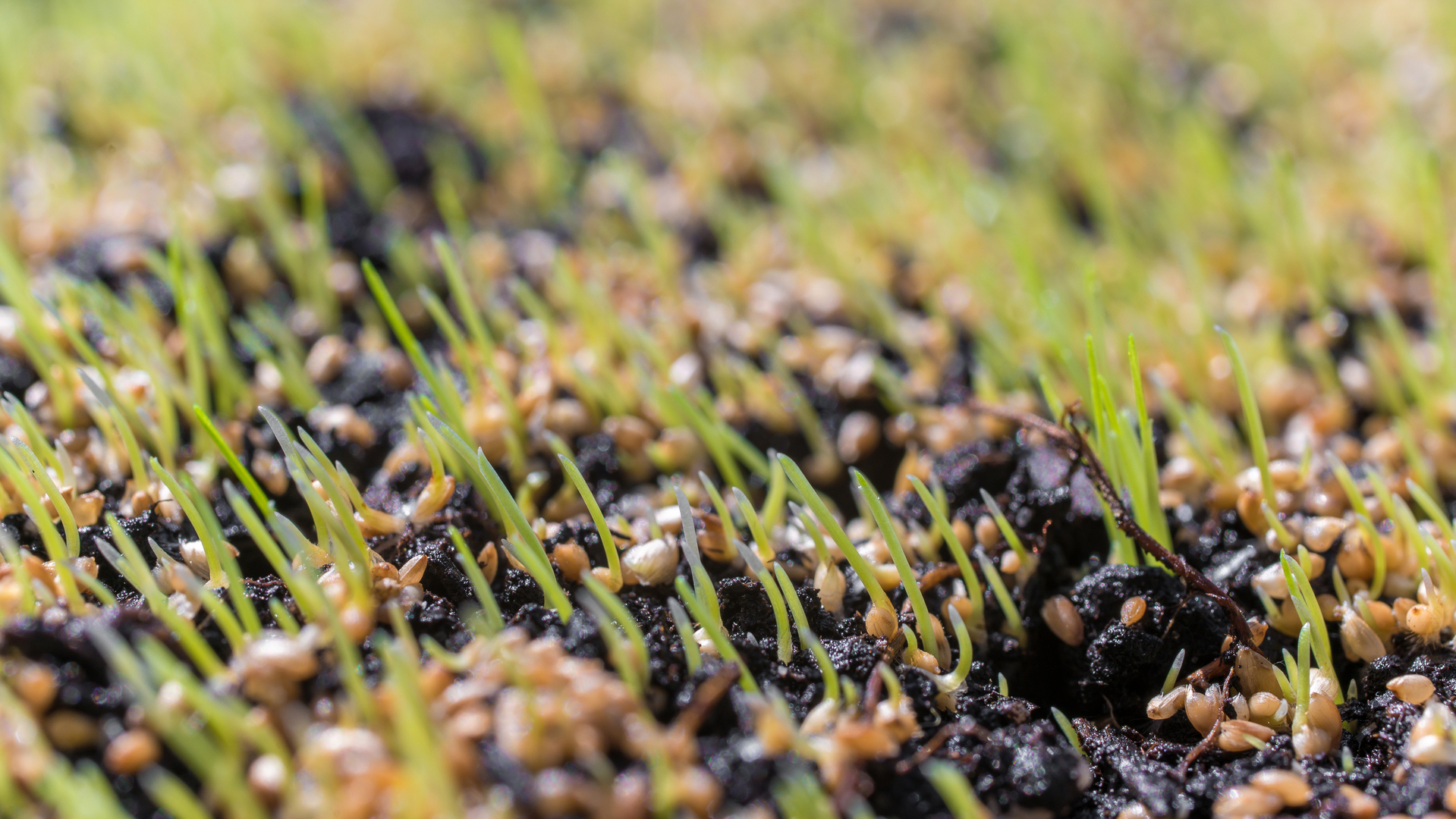 A young growing lawn after being seeded by our team in South Riding, VA.