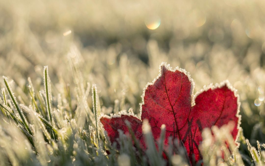 Winter Lawn Care Tips