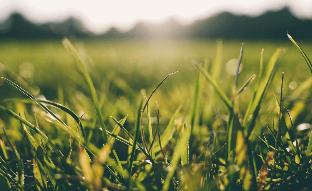 What’s the Best Time to Fertilize Your Lawn: Before or After Rain?