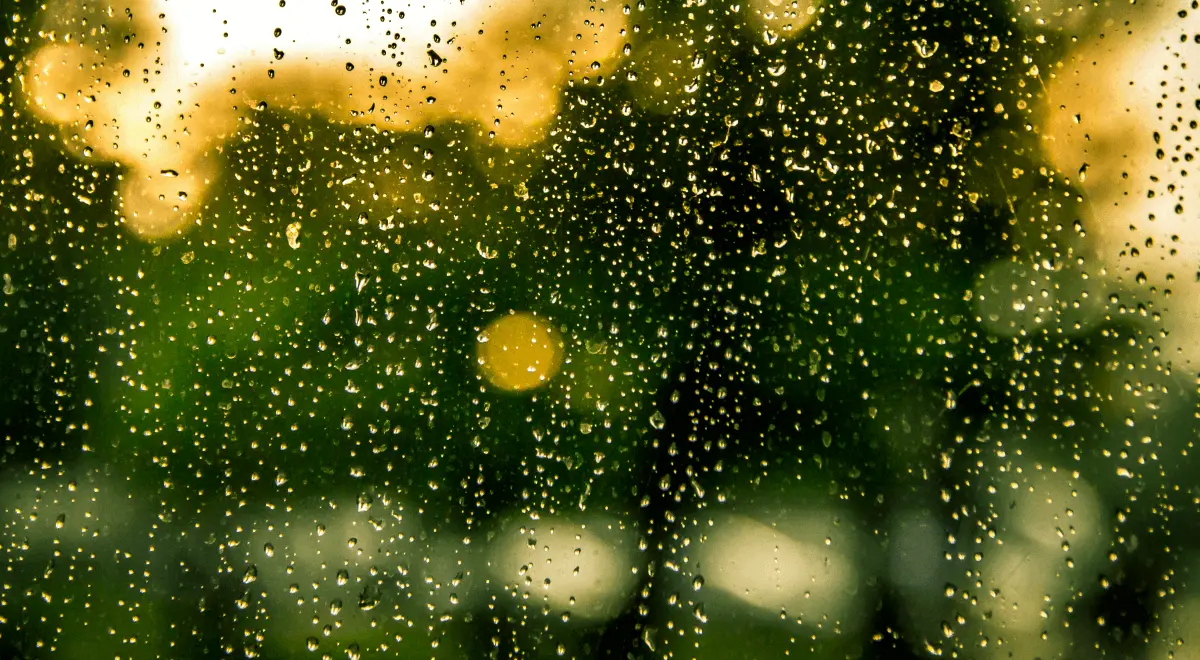 What’s the Best Time to Fertilize Your Lawn Before or After Rain