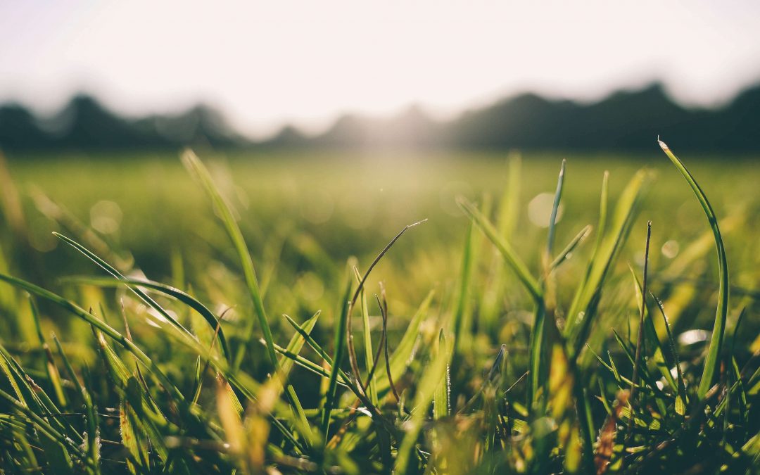 Master List of Different Types of Lawn Grass