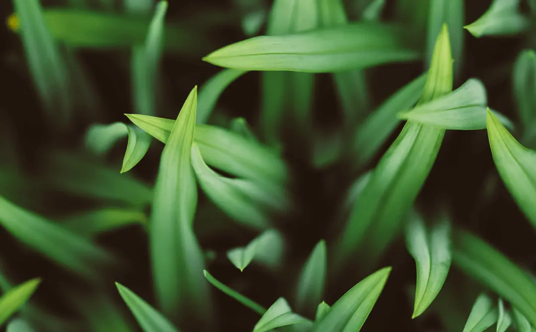 How to Make My Lawn Greener Hambleton Lawn & Landscape