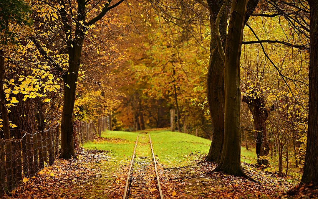 Are Leaves Good for Grass?