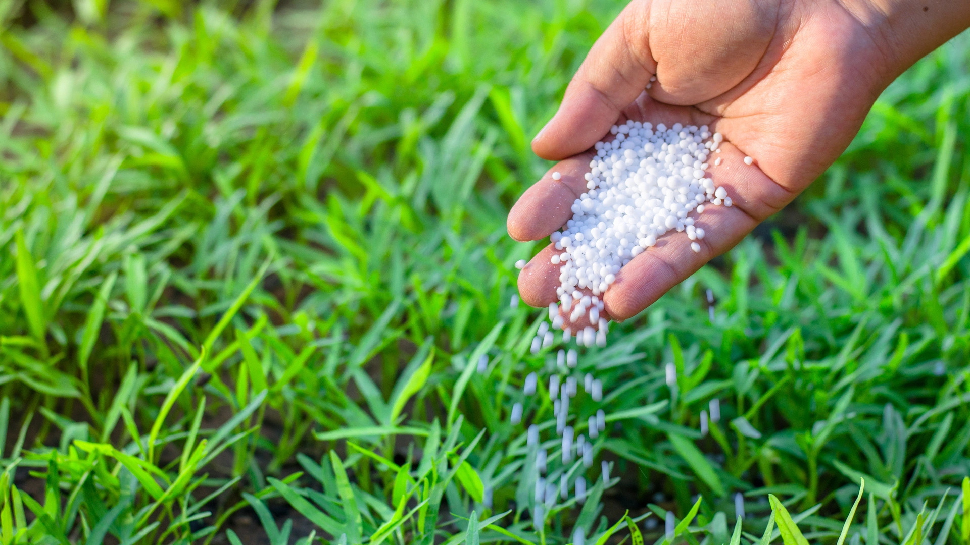 Don’t Forget to Fertilize Your Lawn in Arlington, VA, This Spring!