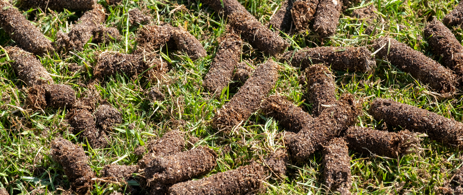 Freshly aerated plugs scattered on our client's lawn in Centreville, VA