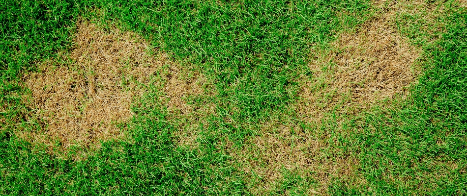 Brown patch lawn disease in need of treatment on a property in Arlington, VA.