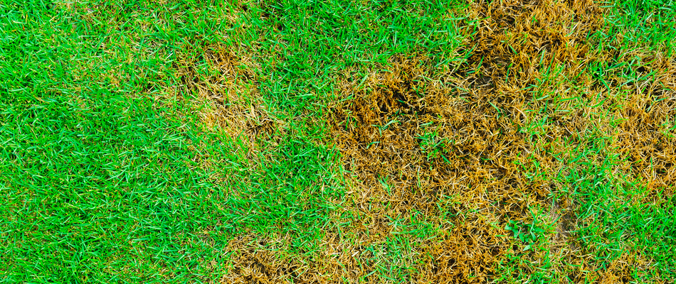 Brown patch lawn disease spotted on a potential client's lawn in Herndon, VA.