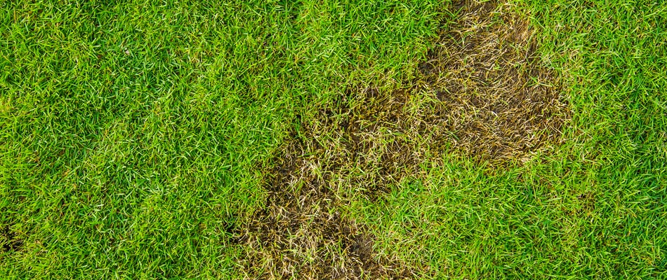 Damaged lawn peeling back from grub infestation in South Riding, VA.