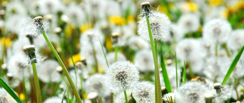 A field of dandelions growing happily in Arlington, VA.