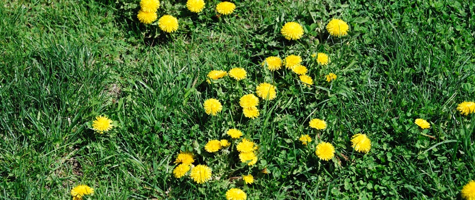 Dandelion weeds growing throughout a lawn in Winchester, VA.
