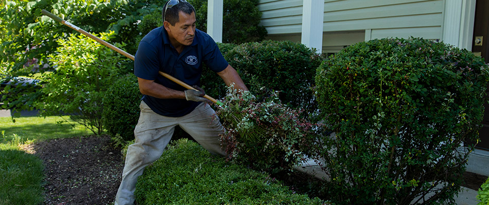 A man is removing trimmings and debris from a landscape bed near McLean, VA.