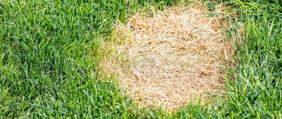 A dollar spot found on our potential client's lawn in Fairfax, VA.