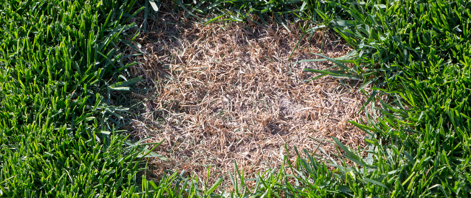 Dollar spot lawn disease in need of treatment on a potential client's property in Arlington, VA.