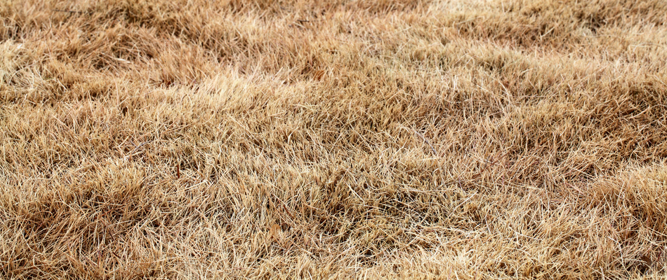 A brown withering lawn due to drought on a potential client's lawn in Leesburg, VA.