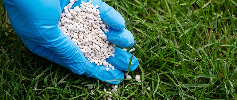 Granular fertilizer in a gloved hand spreading it on a lush, green lawn.