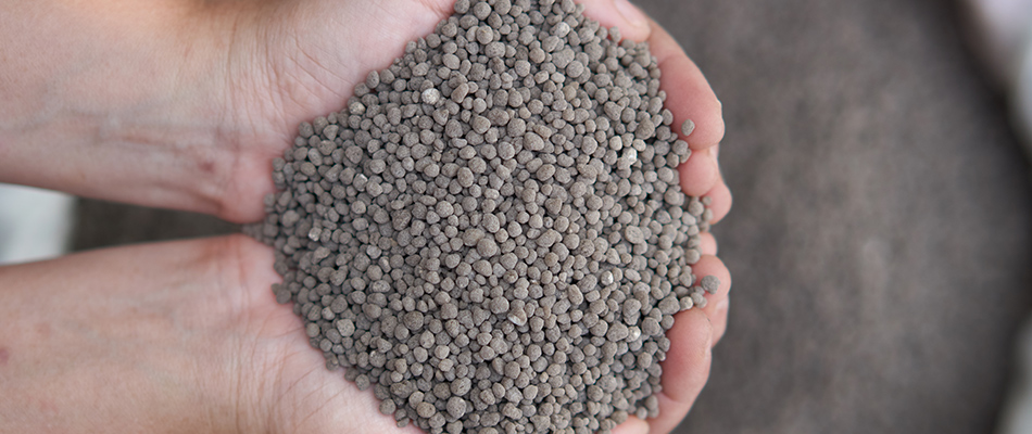 Hands full of phosphorus granular fertilizer to use on a customer's lawn in Fairfax, VA.