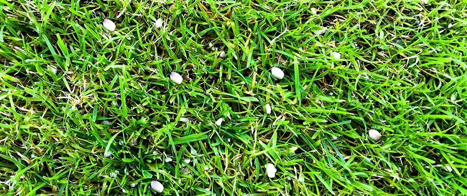 Fertilizer spread out into the grass of a lawn in Falls Church, VA.