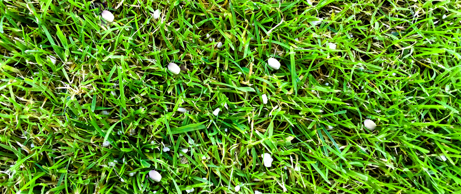 Granular fertilizer spread upon a lawn in Ashburn, VA.