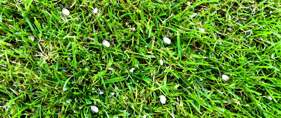 White granular fertilizer spread upon vibrant green grass on a property in Fairfax, VA.