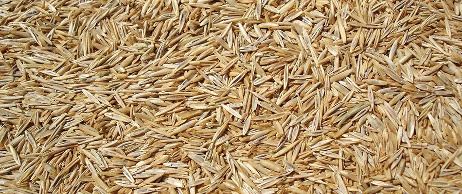 A pile of grass seeds up close.