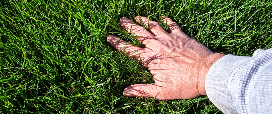 A lush, healthy lawn cared for by Hambleton Lawn & Landscape in McLean, VA.
