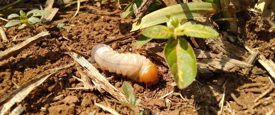 A single grub found in a landscape bed by a home in Front Royal, VA.