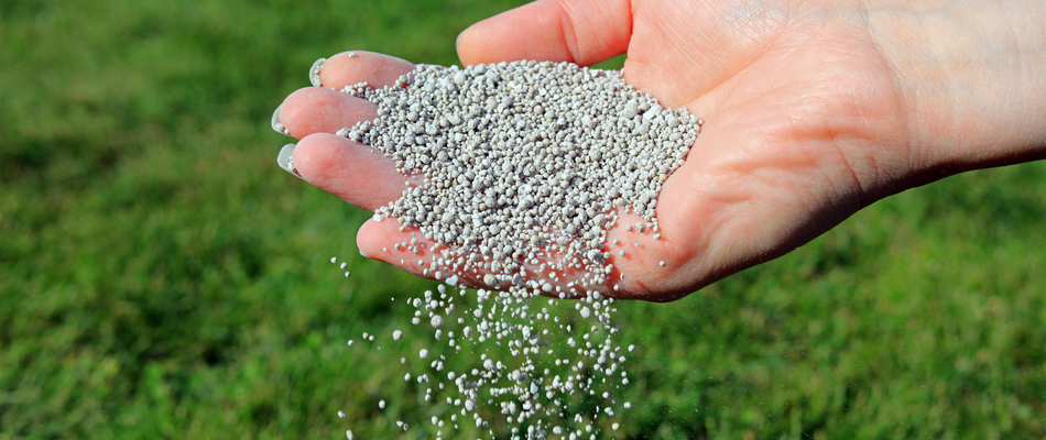 Granular fertilizer being hand poured on our client's lawn in Front Royal, VA.