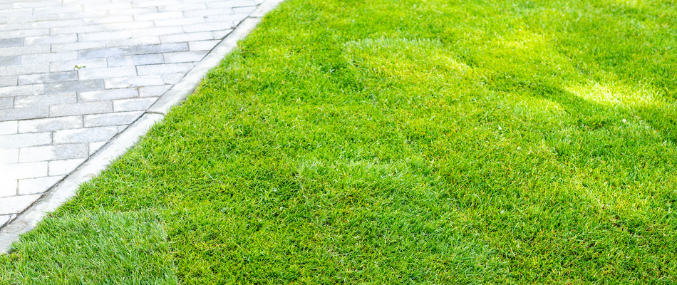 A healthy green lawn recently installed by our team with sod in Potomac Falls, VA.