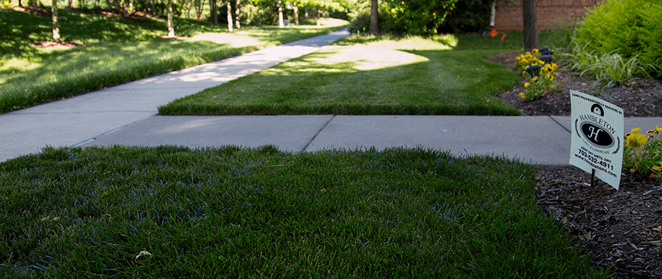 A beautiful, healthy lawn and sidewalk with a Hambleton Lawn customer sign.