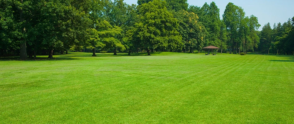 A healthy lawn on a sunny day surrounded by beautiful trees in Chantilly, VA.