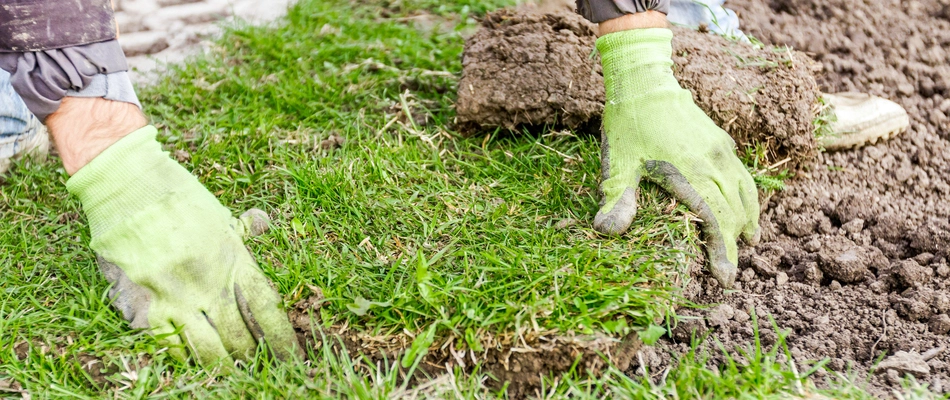 Our landscape professional laying sod down on a property in Sterling, VA.