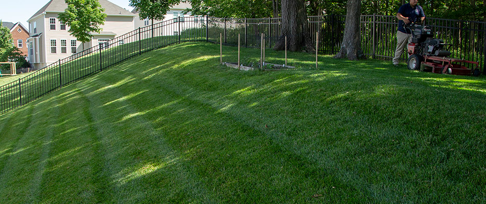 A healthy lawn on a slope is being mowed in Arlington, VA.